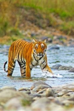 Jim Corbett 1