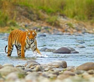 Jim Corbett